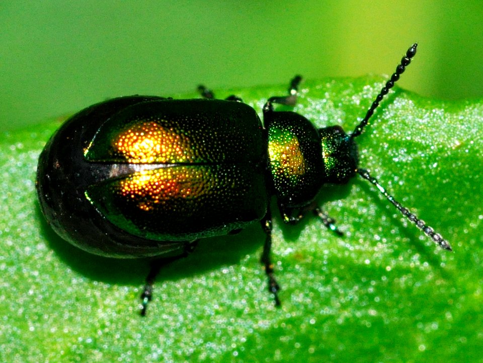 Gastrophysa-viridula-04-fws