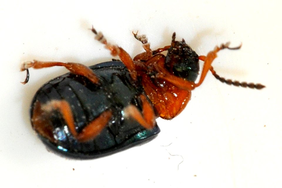 Gastrophysa-polygoni-04-fws