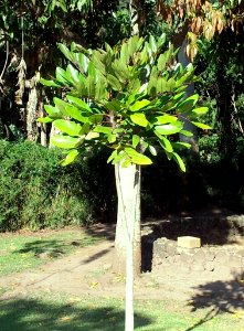 Gastonia mauritiana - Bois Boeuf - Endangered tree of Mauritius 4