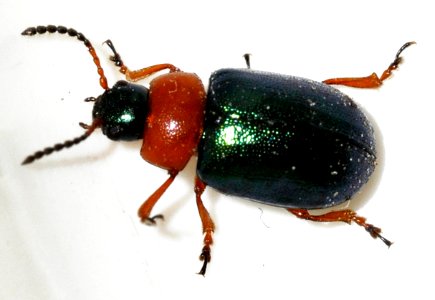 Gastrophysa-polygoni-01-fws