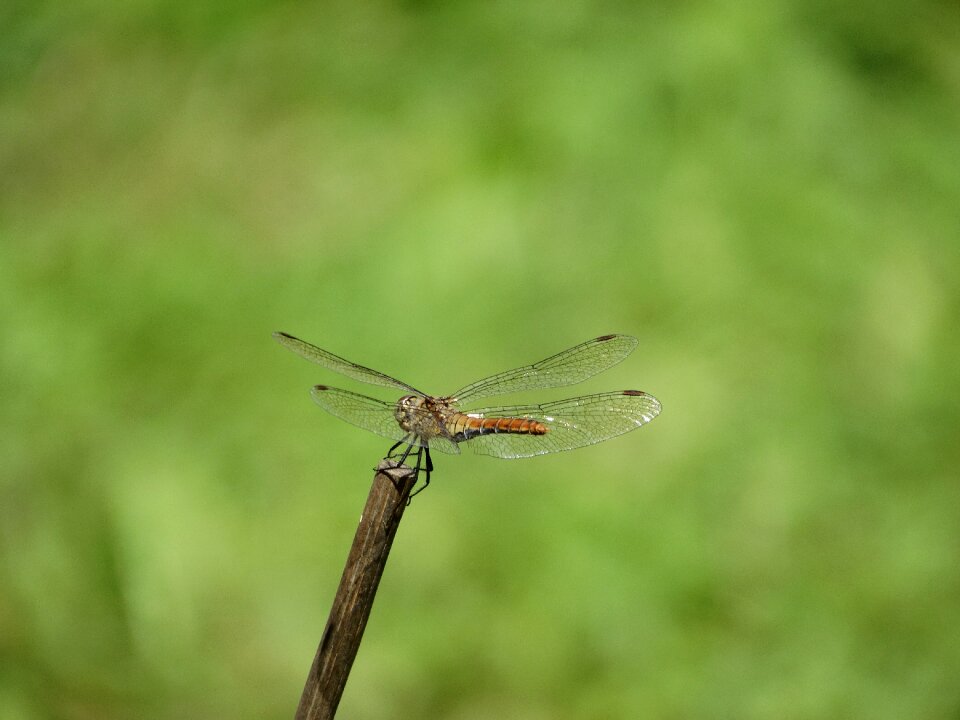 Stick flight suspended