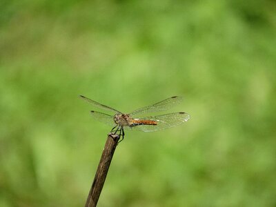 Stick flight suspended