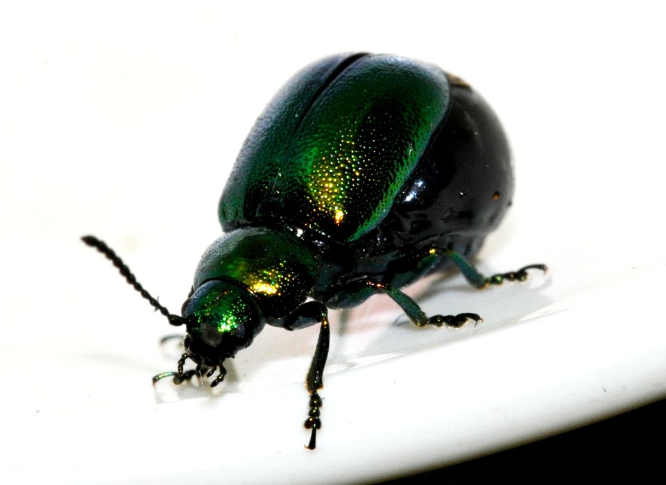Gastrophysa-viridula-13-fws