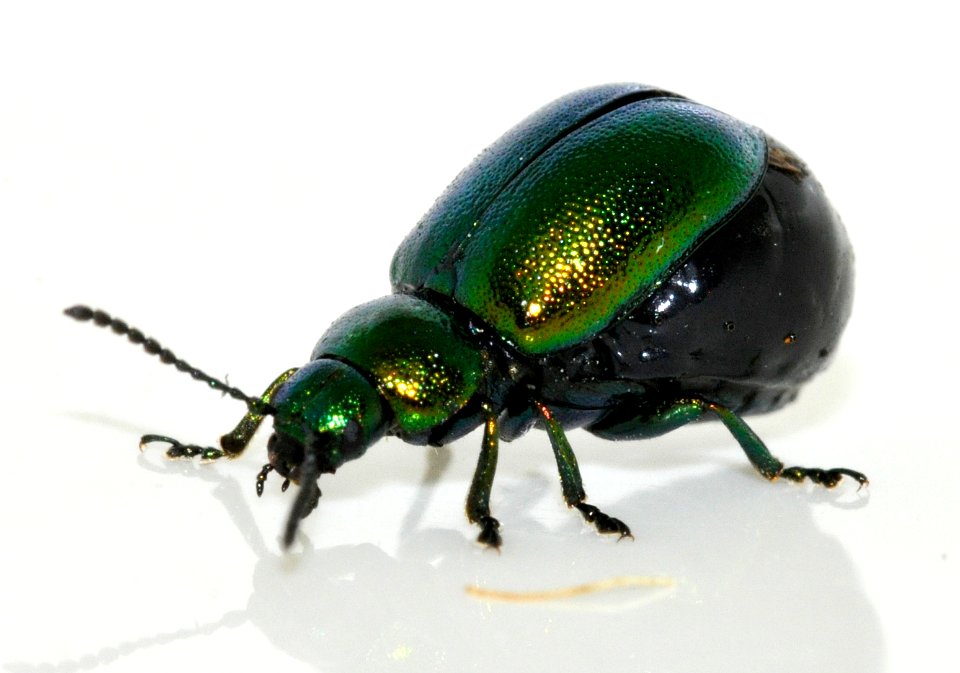 Gastrophysa-viridula-10-fws