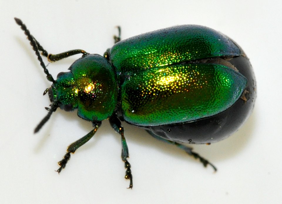 Gastrophysa-viridula-05-fws