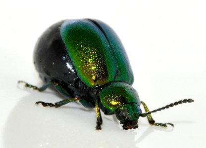 Gastrophysa-viridula-08-fws