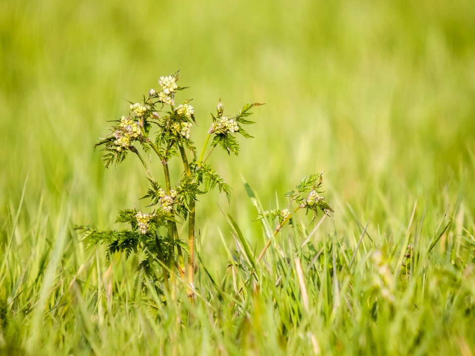 Blossom bloom plant