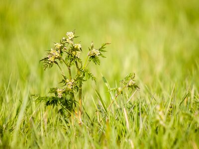 Blossom bloom plant