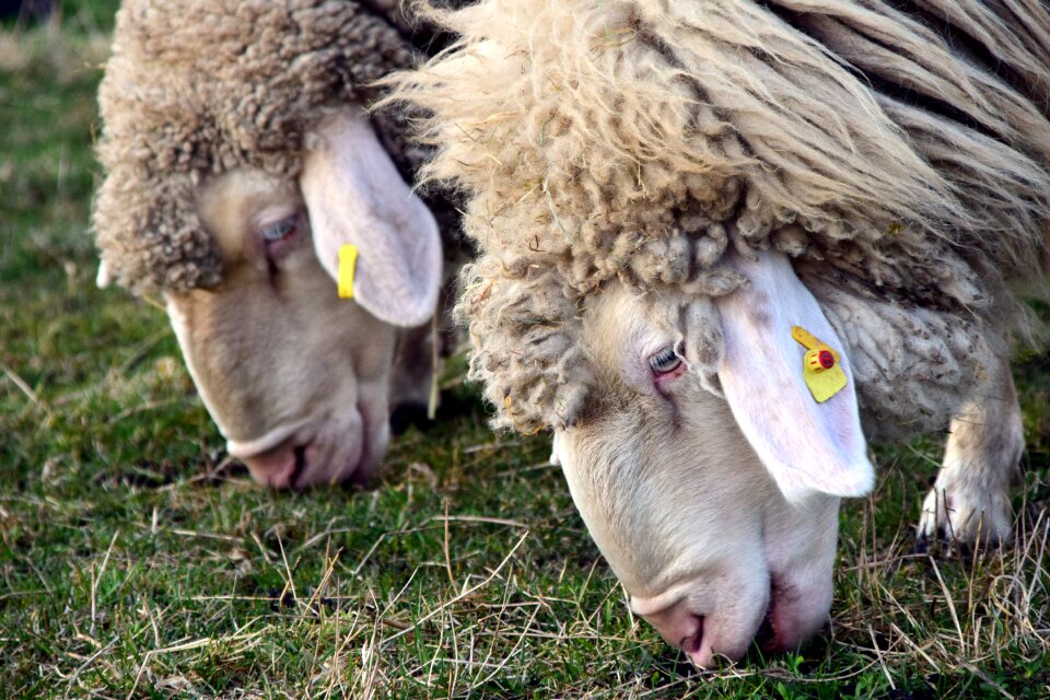 Pasture flock of sheep graze