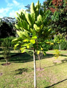 Gastonia mauritiana - Bois Boeuf - Endangered tree of Mauritius 3