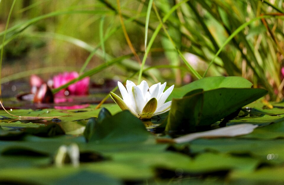 Bloom bloom white