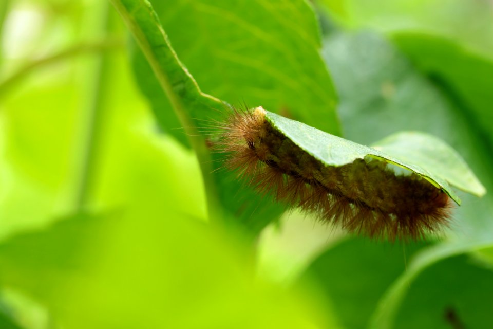 Gartentiere 2012-09-02-0366