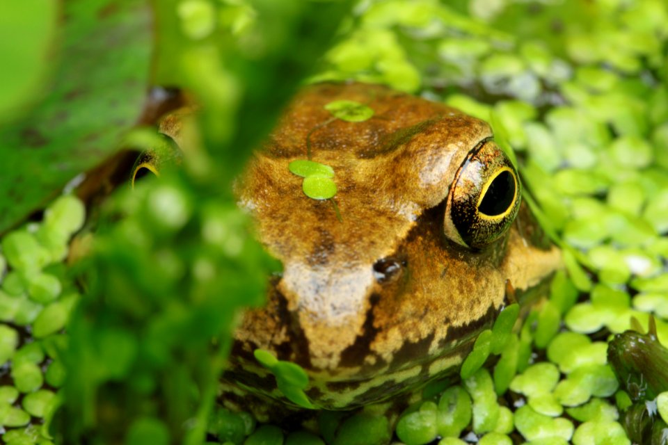 Gartentiere 2012-09-02-0387