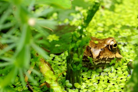 Gartentiere 2012-09-02-0376