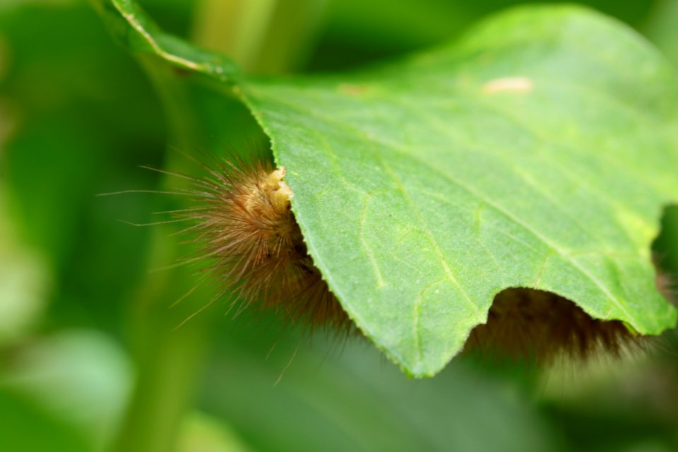 Gartentiere 2012-09-02-0362