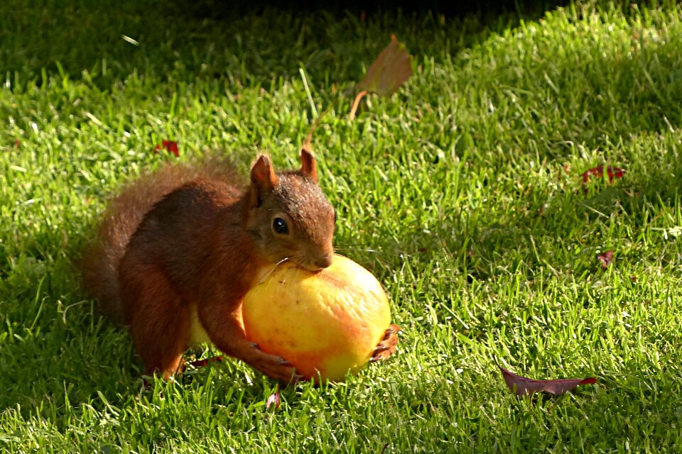 Rodent apple foraging