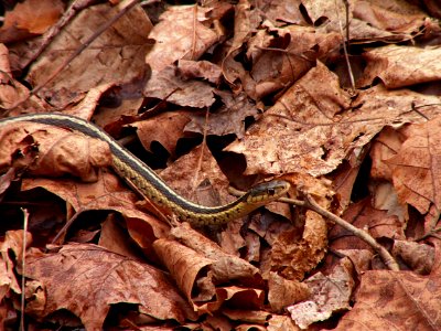 Garter Snakes, Kane Woods, 2015-04-08, 02