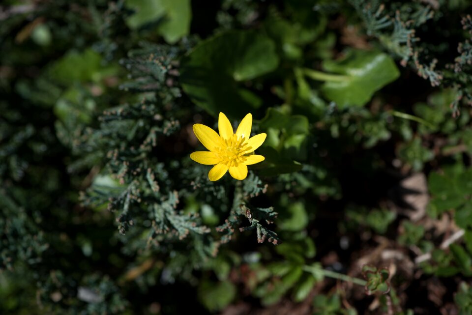 Yellow flower blossom bloom