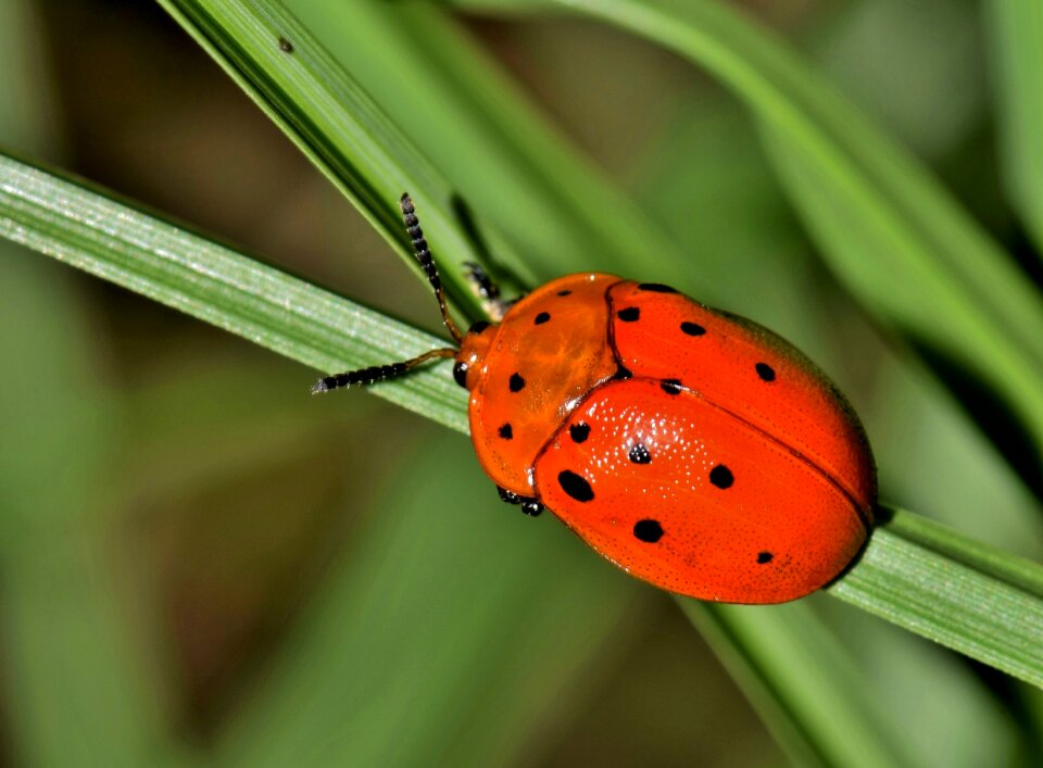 Argus tortoise beetle creature animal