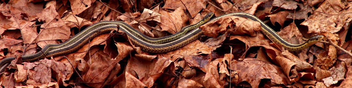 Garter Snakes, Kane Woods, 2015-04-08, 01 photo