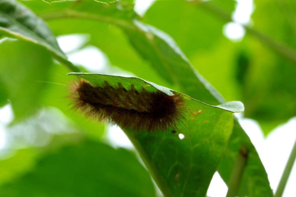 Gartentiere 2012-09-02-0361