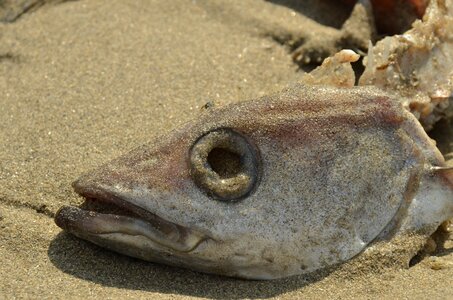 Head fish head eye socket