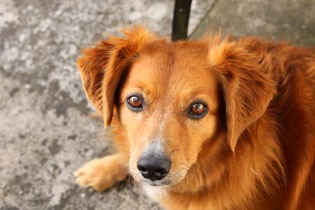 Dog animal head