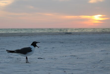 Bird gull beach photo