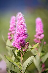 Flowers pink flowers no flowers