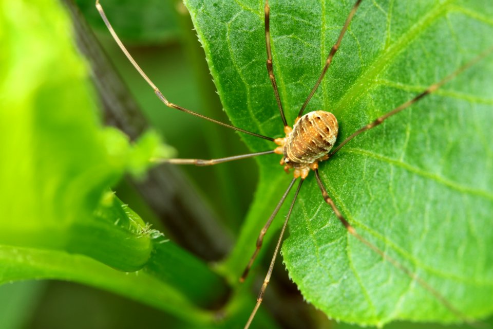 Gartentiere 2012-09-02-0360