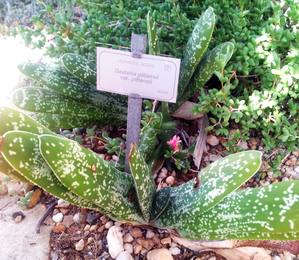 Gasteria pillansii var pillansii - Kirstenbosch