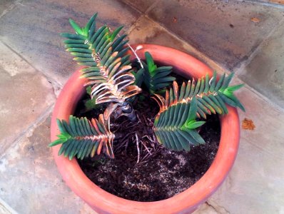 Gasteria rawlinsonii varieties - Kirstenbosch 7