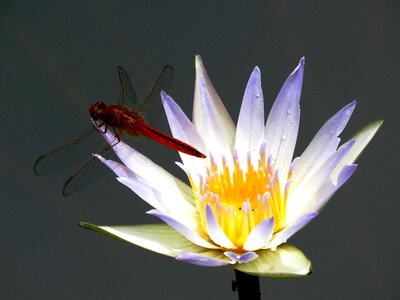 Lake macro wings
