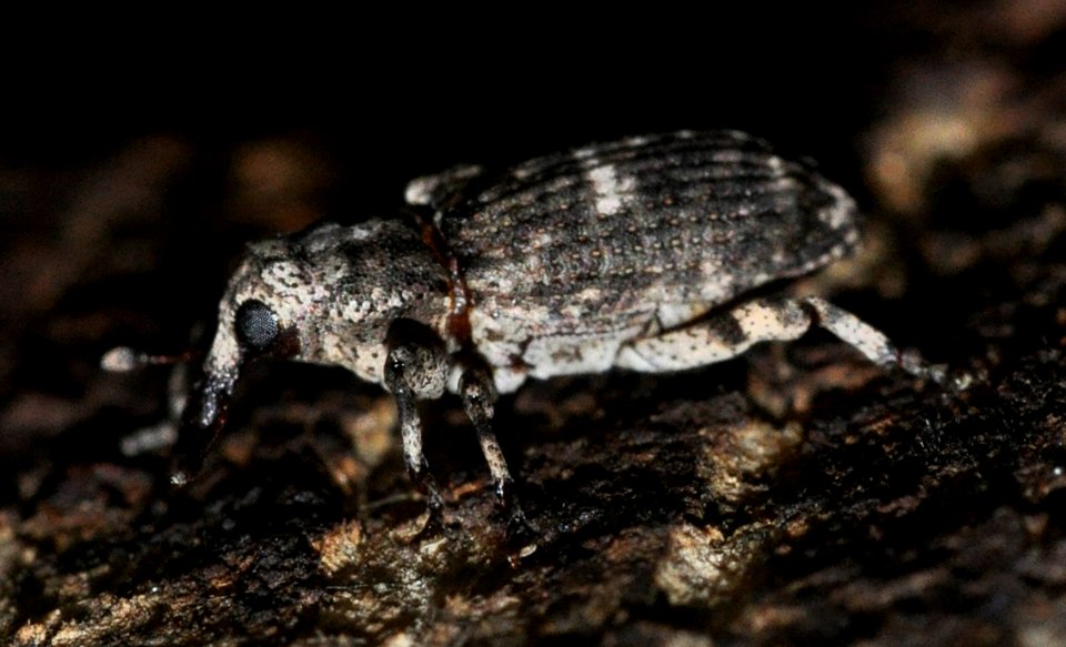 Gasterocercus-depressirostris-06-fws