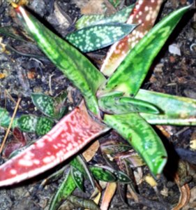 Gasteria bicolor liliputana - AKA obliqua - detail - Copy