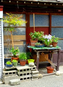 Garden in pots - Kanazawa, Japan - DSC00095