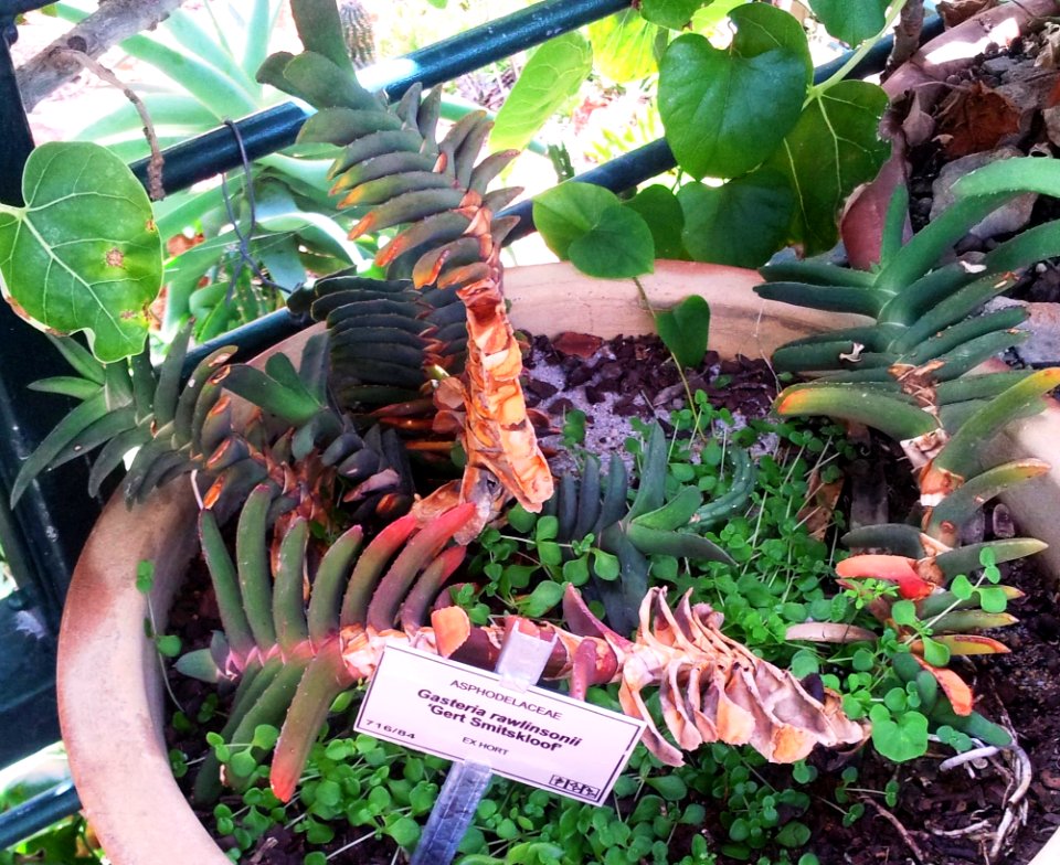 Gasteria rawlinsonii varieties - Kirstenbosch 5