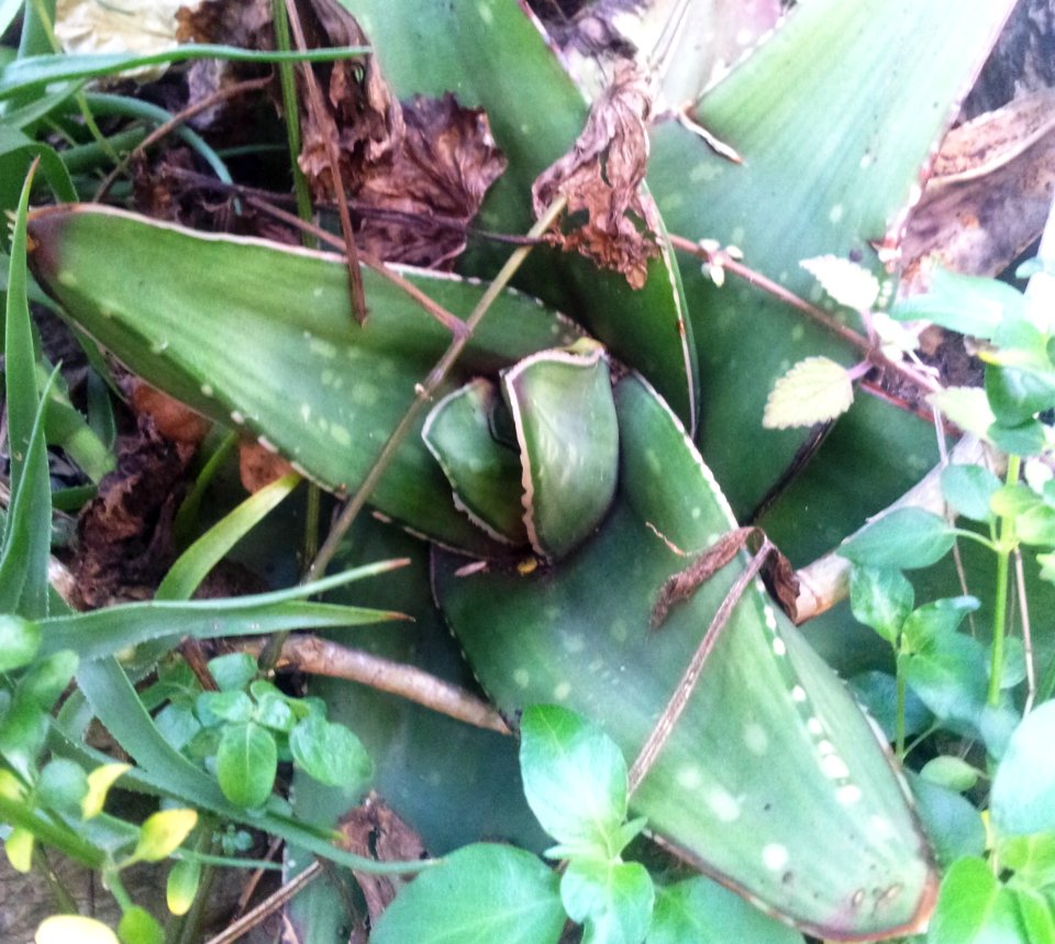 Gasteria excelsa - Variety Gaika