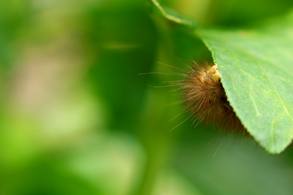 Gartentiere 2012-09-02-0365