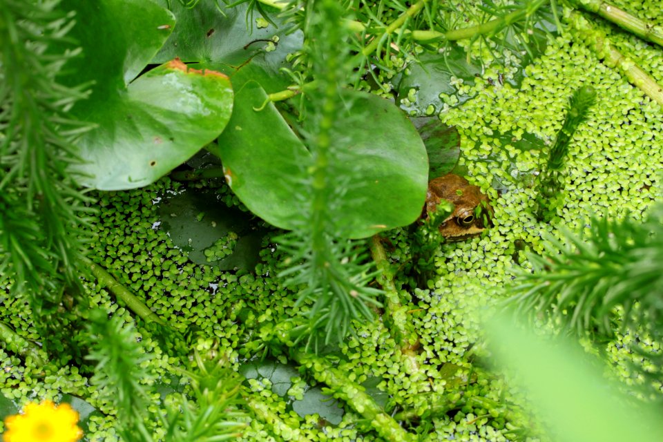 Gartentiere 2012-09-02-0368