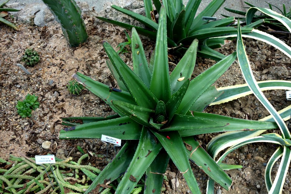 Gasteria excelsa - Krohn Conservatory - DSC03531