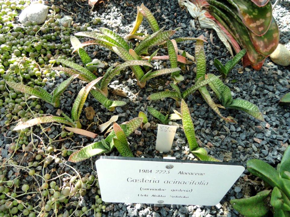Gasteria acinacifolia - Botanical Garden in Kaisaniemi, Helsinki - DSC03689
