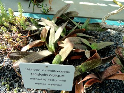 Gasteria obliqua - Botanical Garden in Kaisaniemi, Helsinki - DSC03690