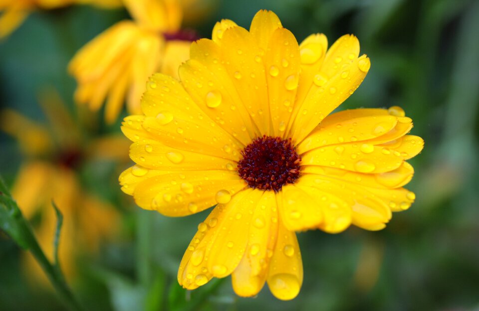 Bloom gardening naturopathy