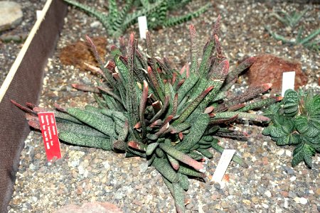 Gasteria baylissiana - Botanischer Garten - Heidelberg, Germany - DSC01349