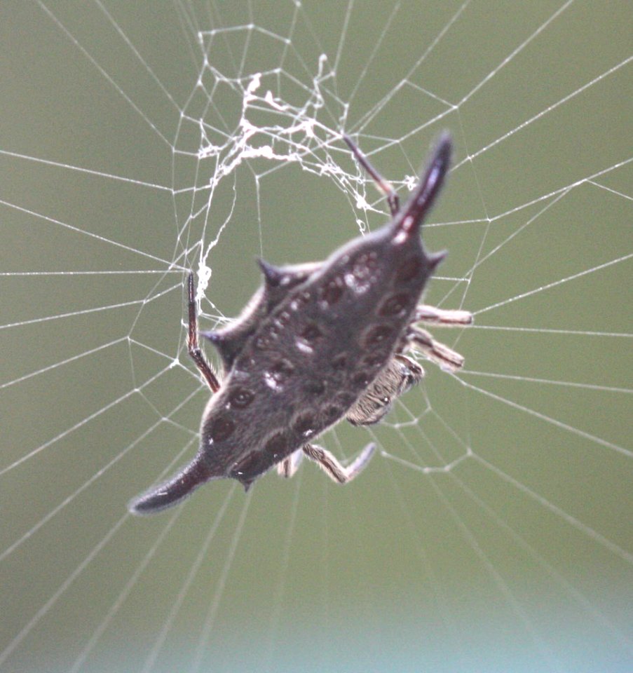 Gasteracantha diardi (Penang Hill, Malaysia) CC0 Scott Loarie