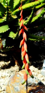 Gasteria vlokii Prague 2012 3