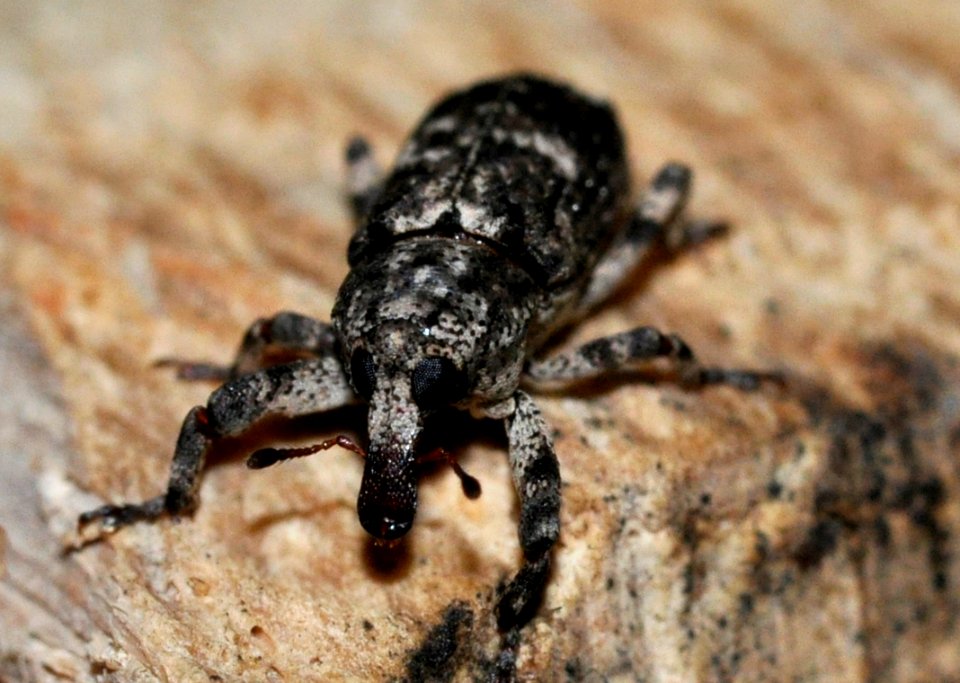 Gasterocercus-depressirostris-02-fws
