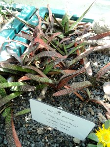 Gasteria acinacifolia - Botanical Garden in Kaisaniemi, Helsinki - DSC03693