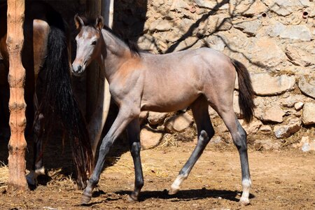 Spanish purebred filly photo